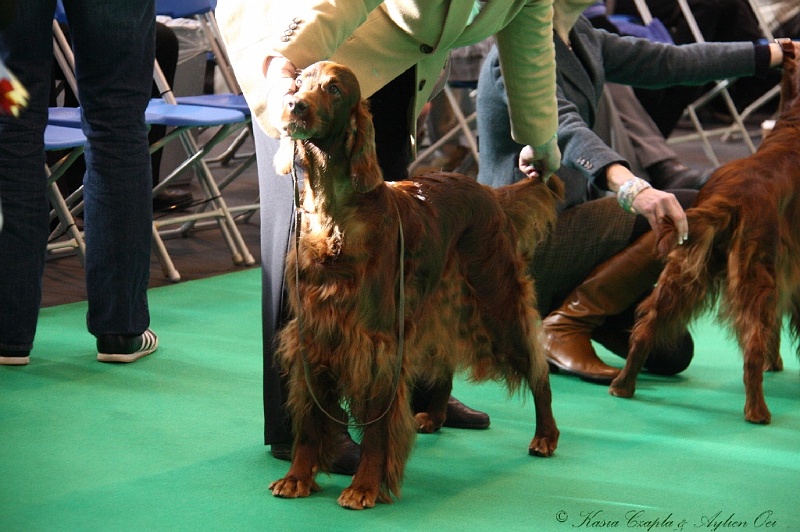 Crufts2011 041.jpg